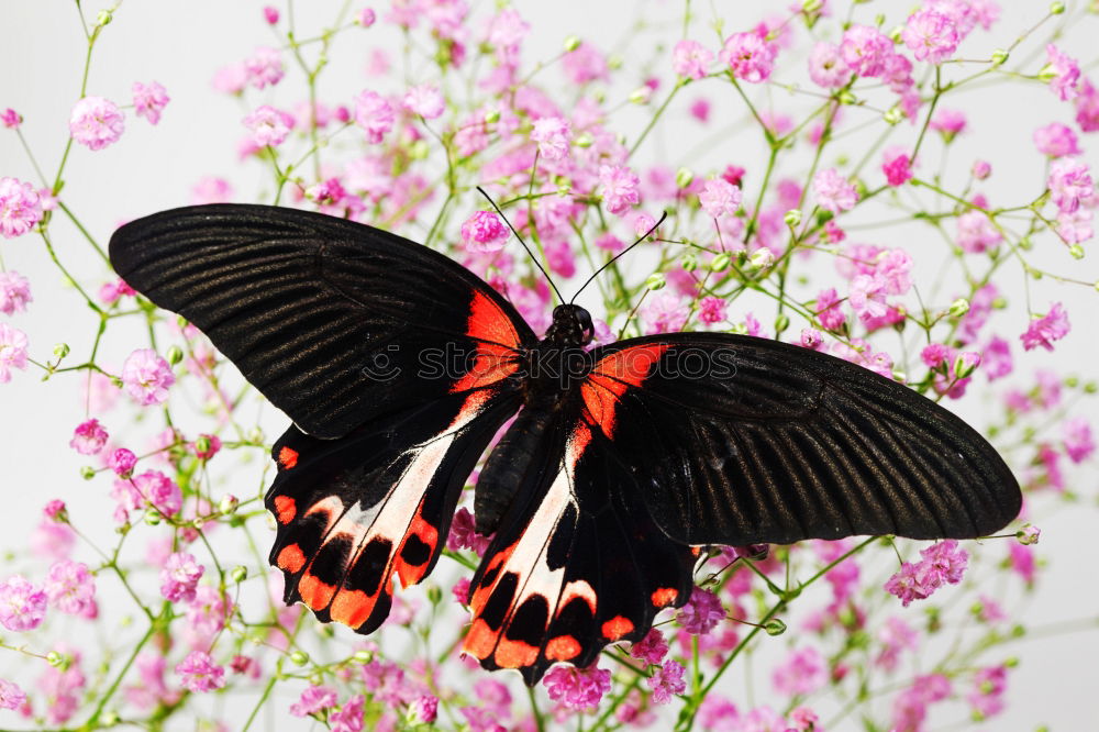 Similar – Image, Stock Photo splendid Nature Plant