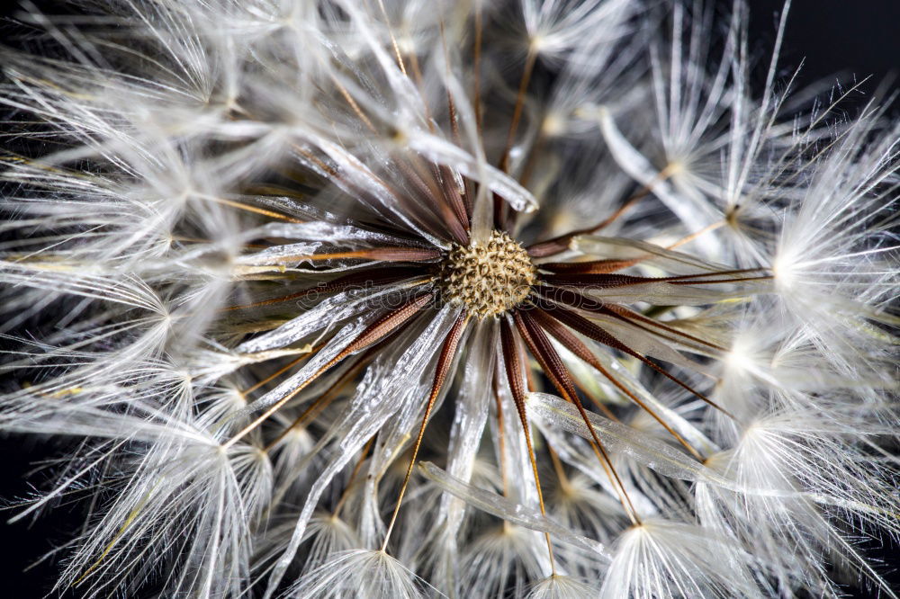 Similar – Image, Stock Photo departed Dandelion Miss