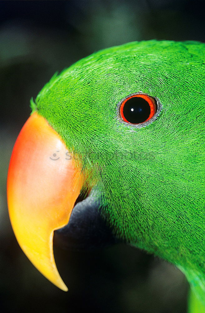 Similar – The nose of a man … Bird