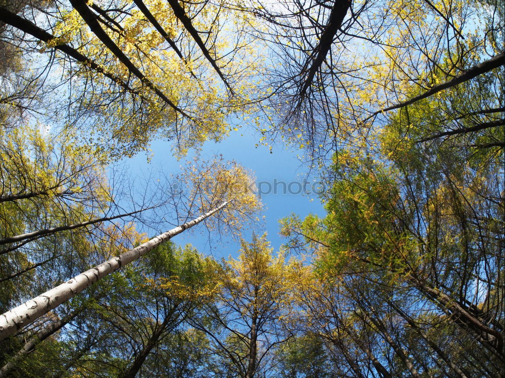 Similar – Foto Bild Himmel auf Erden 13