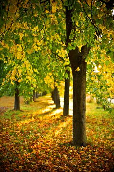 Similar – Cross with autumnal leaves in the background