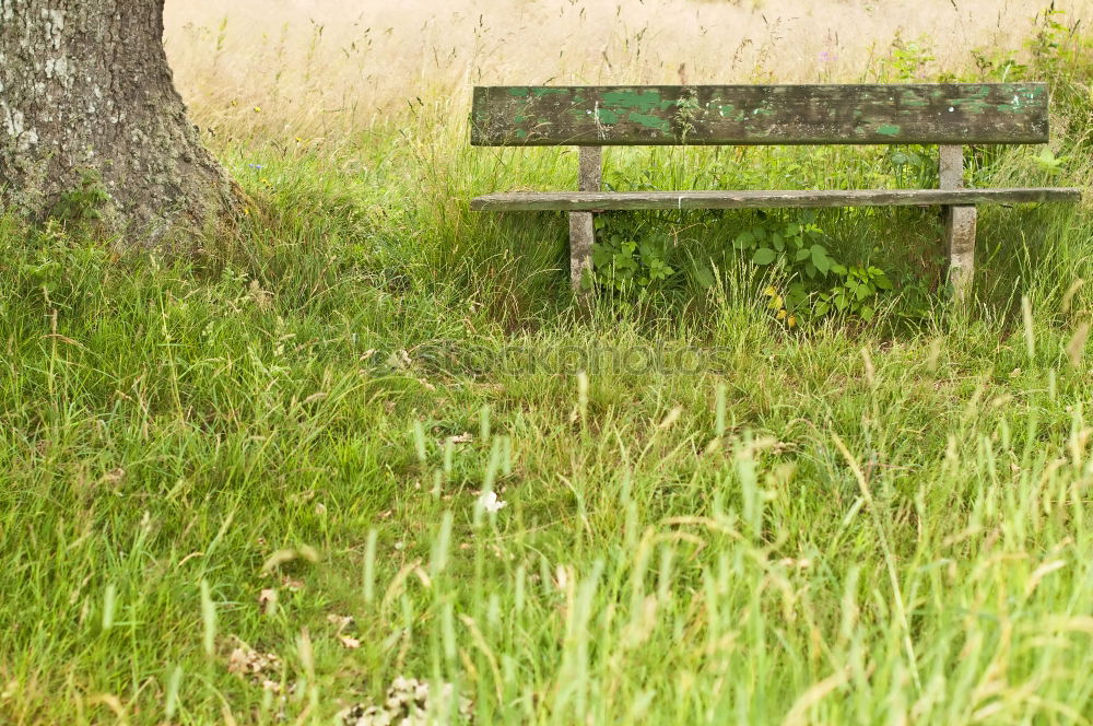 Similar – red bench in park Garden