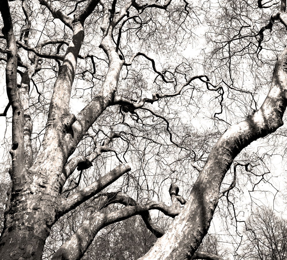 Similar – Image, Stock Photo the lonely tree