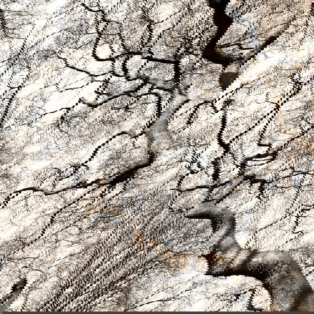Similar – Image, Stock Photo shadow play Nature