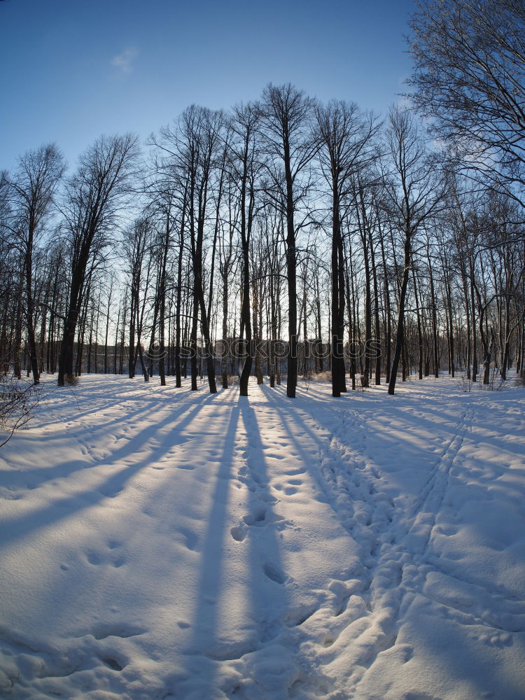 Similar – Trees in a hilly snowy landscape