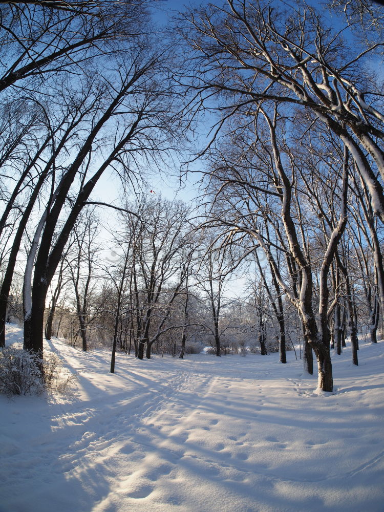 Similar – Foto Bild Winterwonderland Baum