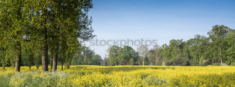 Similar – Image, Stock Photo yellow addiction Canola