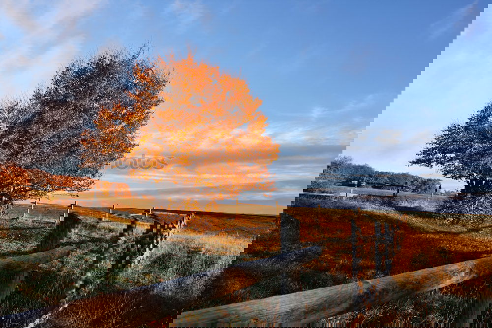 Similar – Image, Stock Photo promenade Environment