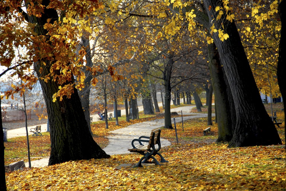 Similar – Image, Stock Photo autumn Nature Plant Autumn