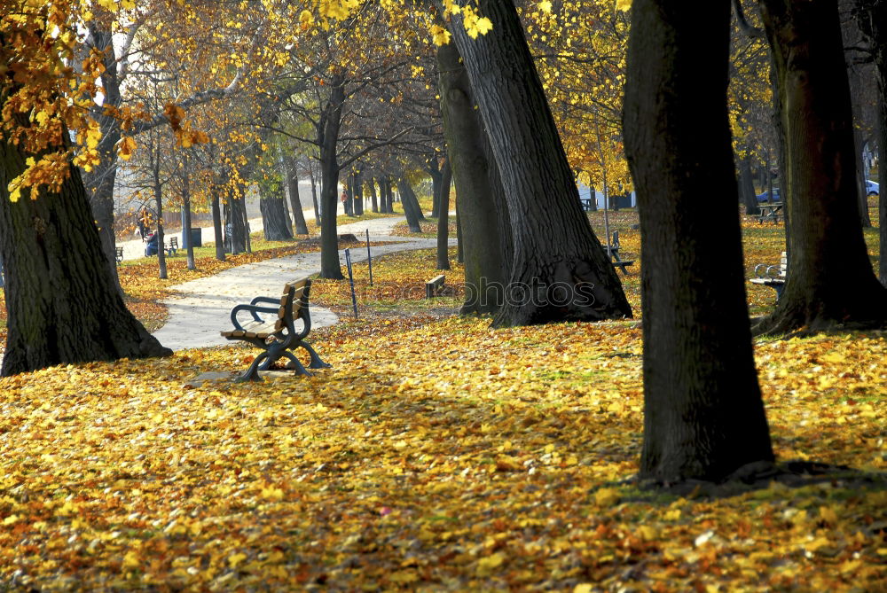 Similar – Image, Stock Photo red bench Tree Leaf Bench