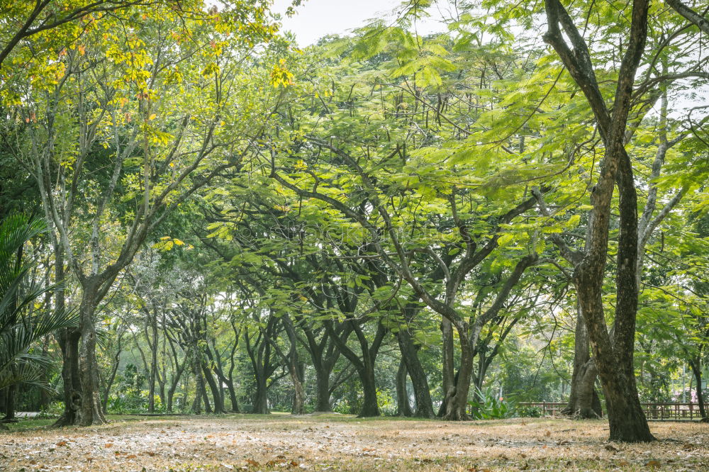 Similar – Image, Stock Photo Green mixed woods Forest