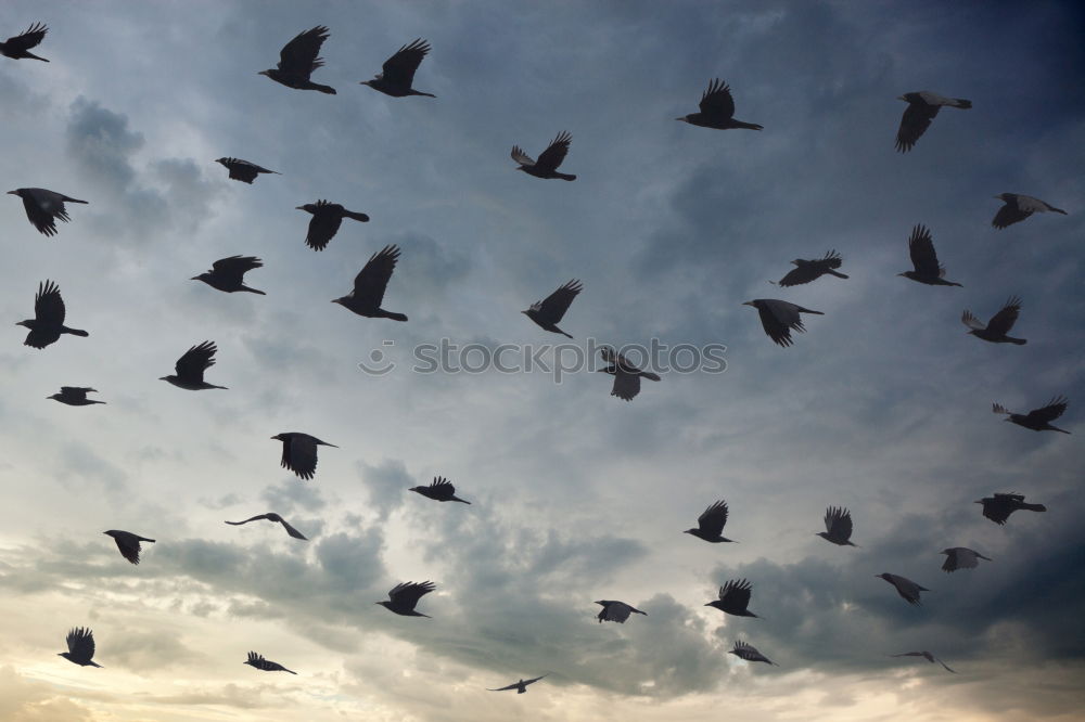 Similar – birds Clouds Light Sunset