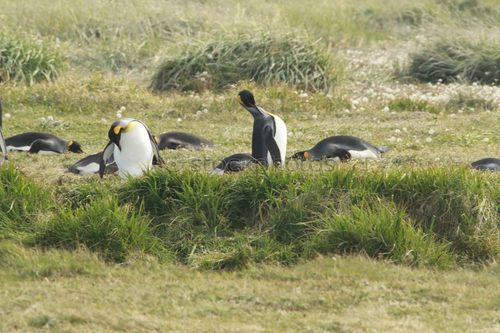 Similar – Puffins o/O o// Nature