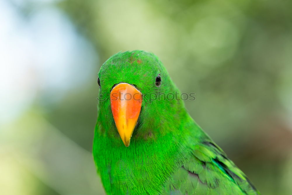 Similar – Image, Stock Photo Amazon Parrot Elegant