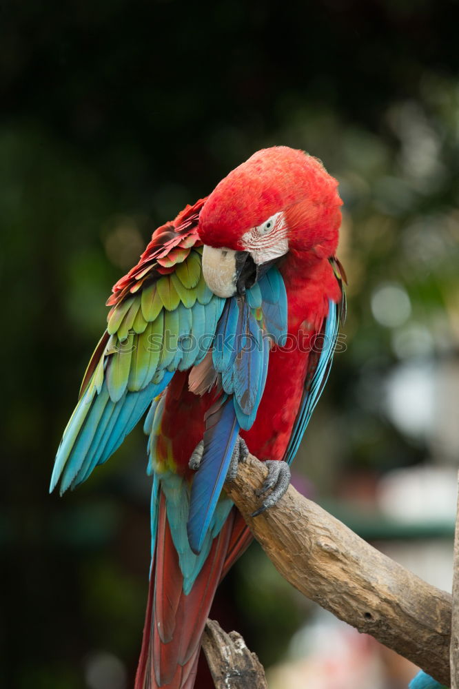 Similar – Foto Bild RGB China Papageienvogel