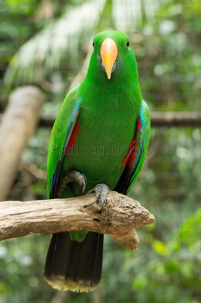 Similar – papagalli Parrots Bird