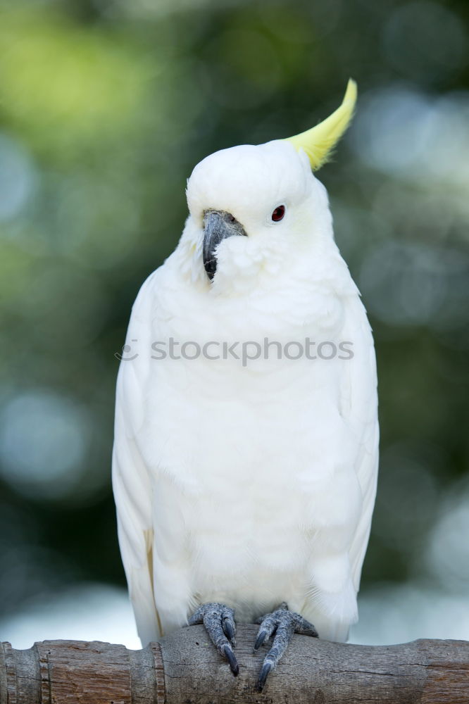 Similar – Image, Stock Photo seagull enclosure Summer