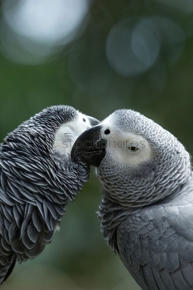 Similar – Image, Stock Photo silencio Pigeon Bird