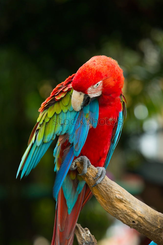 Similar – papagalli Parrots Bird