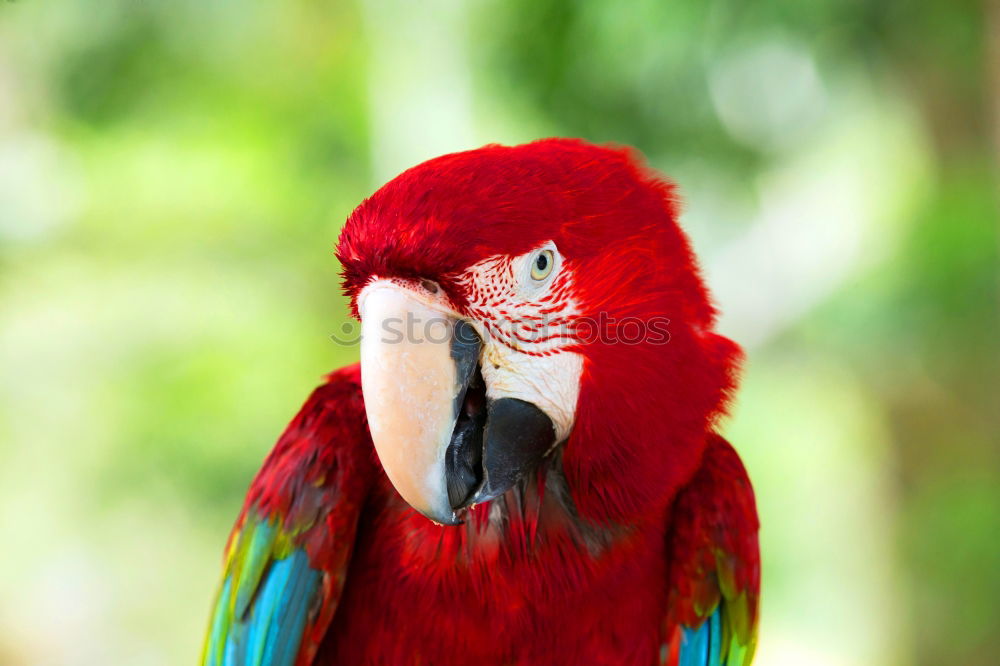 Similar – Image, Stock Photo Scarlett Macaw parrot in Honduras