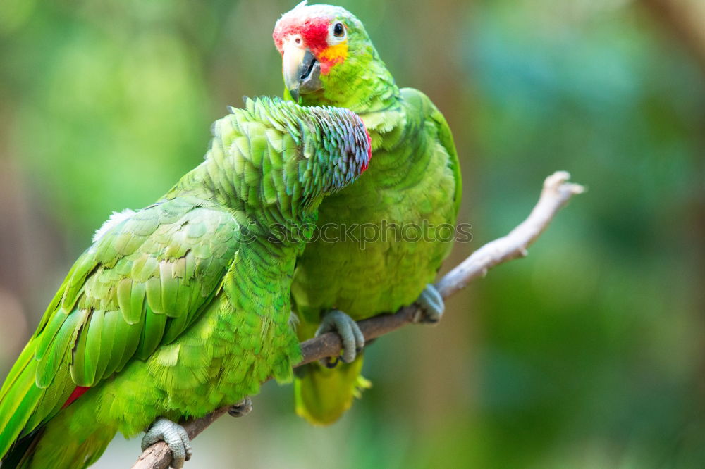 Similar – Image, Stock Photo Amazon Parrot Elegant