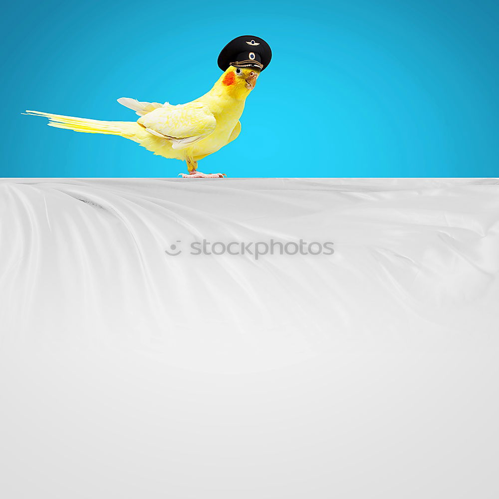 Similar – Image, Stock Photo Funny, witty, yellow billy goose with huge, big glued-on fake eyes, looks curious. Bright, poppy little rubber duck waiting for bath. Gummitier is looking forward to beach holidays, pool, summer holidays, bathing holidays, water splashing.