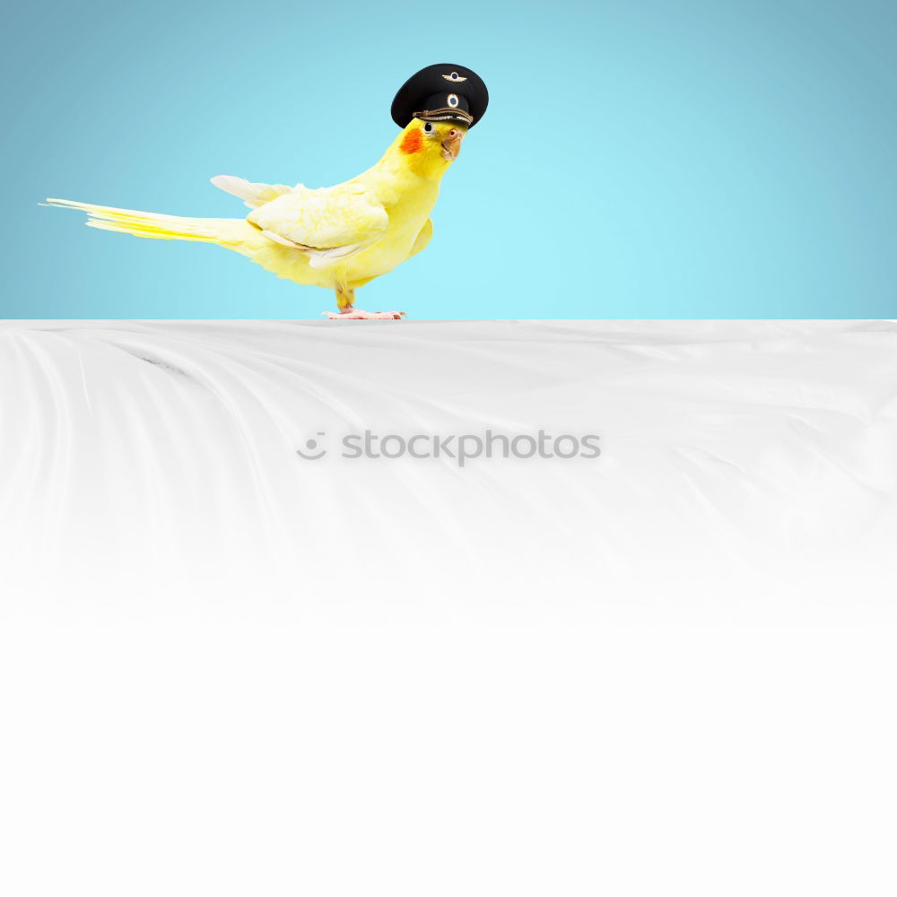 Similar – Image, Stock Photo Unicorn 2.0