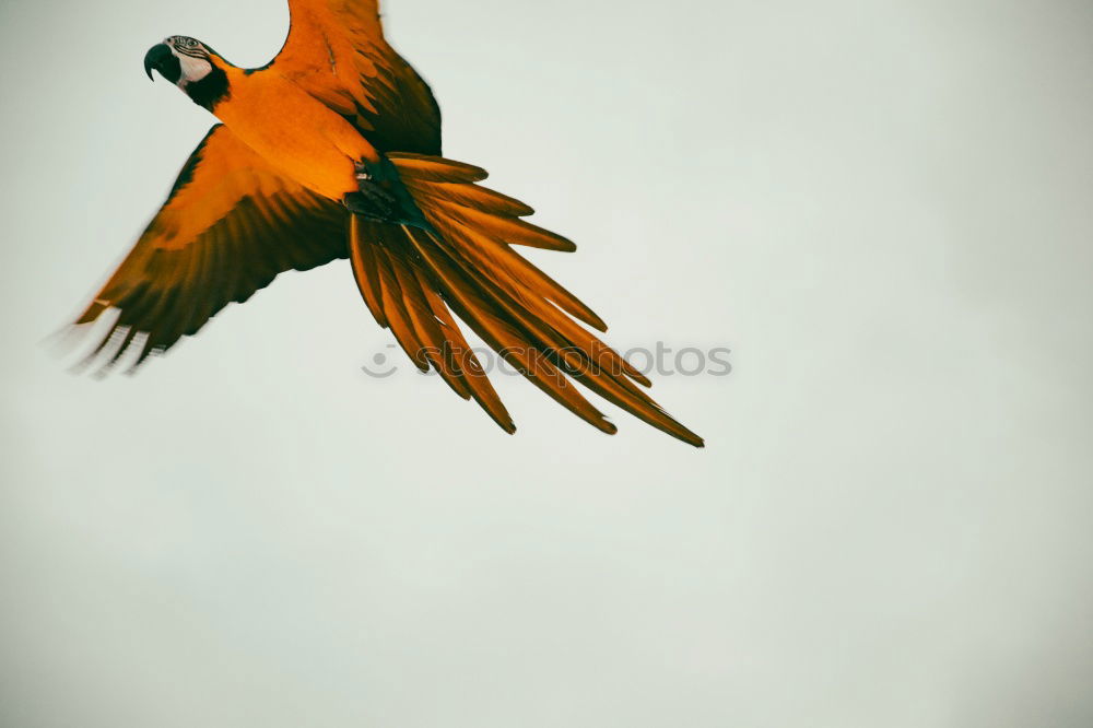 Similar – Awesome bird of prey in flight with the sky of background