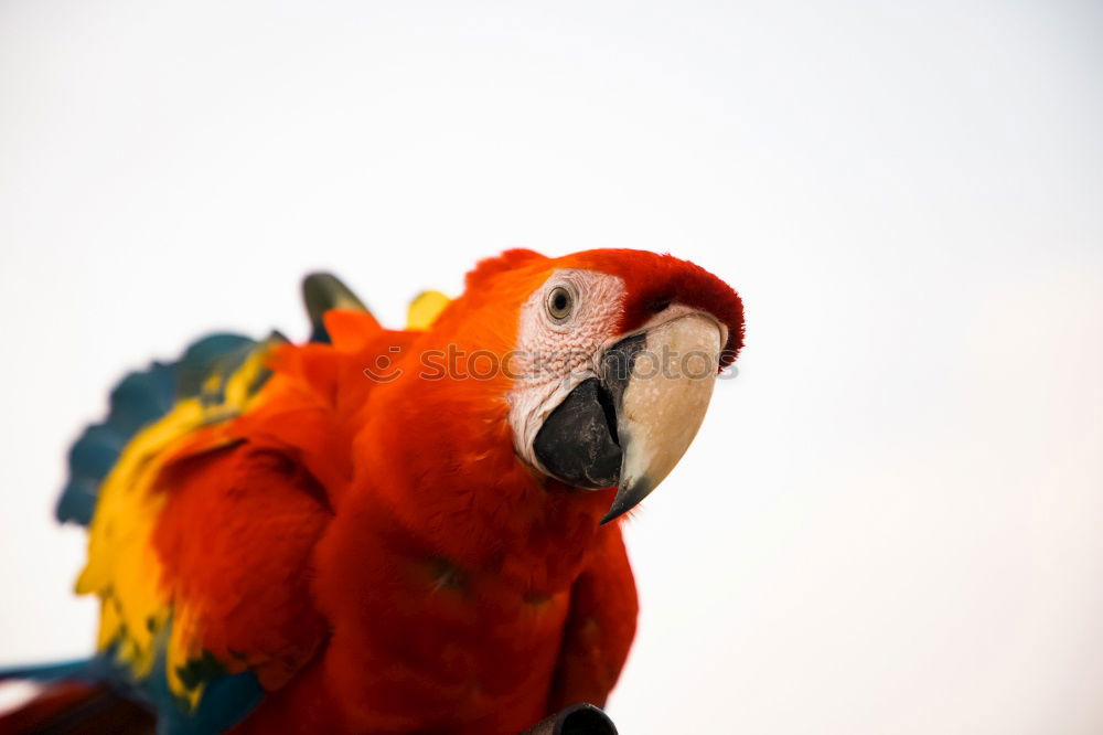 Image, Stock Photo Scarlett Macaw parrot in Honduras