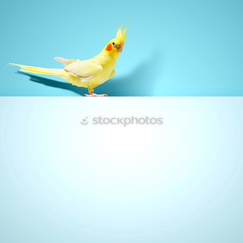 Similar – Image, Stock Photo Unicorn 2.0