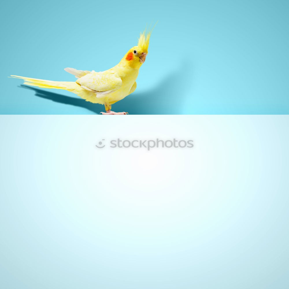 Similar – Image, Stock Photo Unicorn 2.0