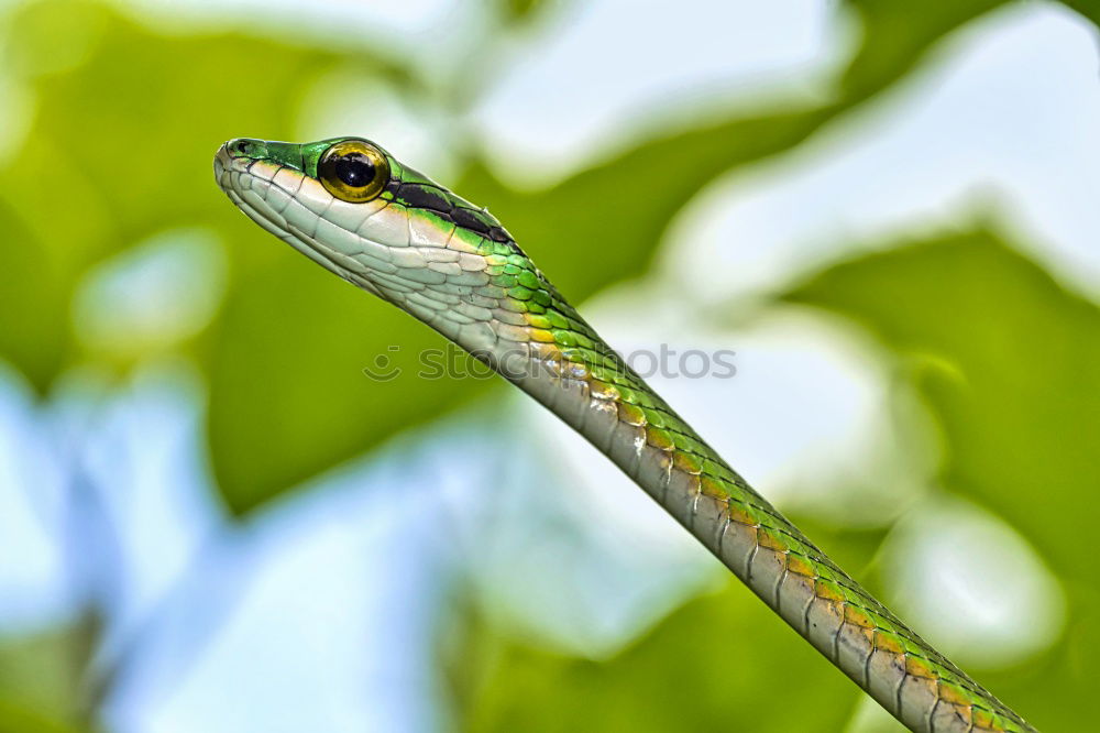 Similar – closeup of a beautiful vipera berus