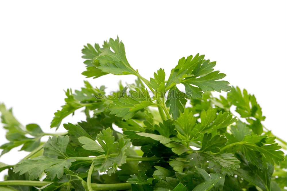 Similar – ingredient Parsley