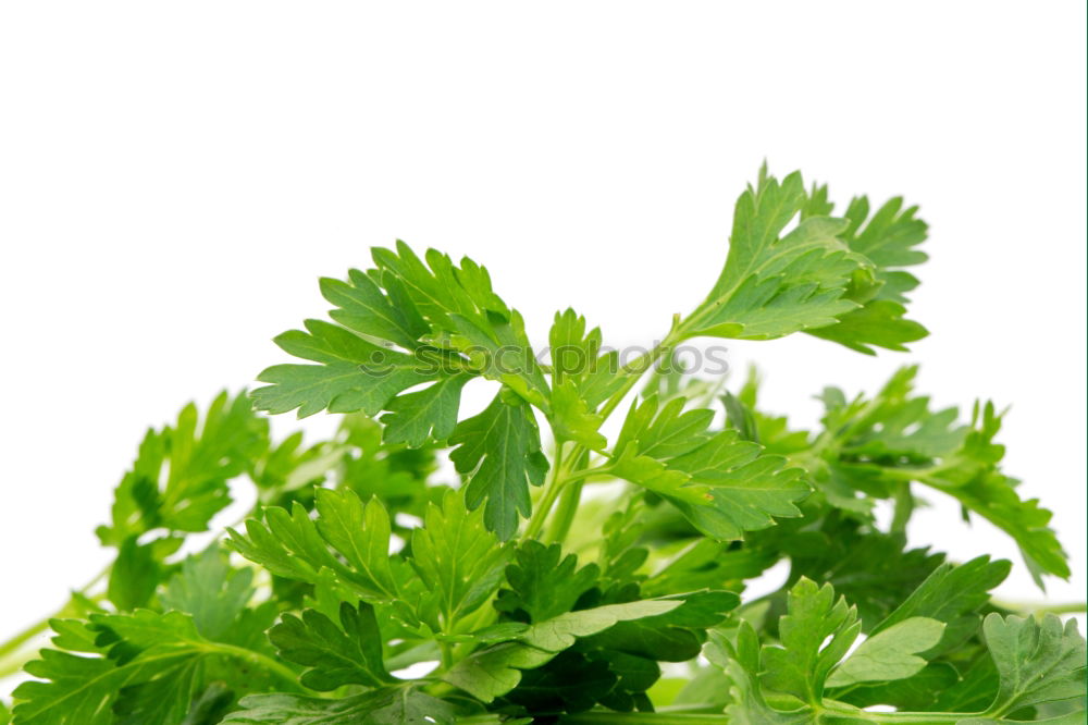 Similar – ingredient Parsley