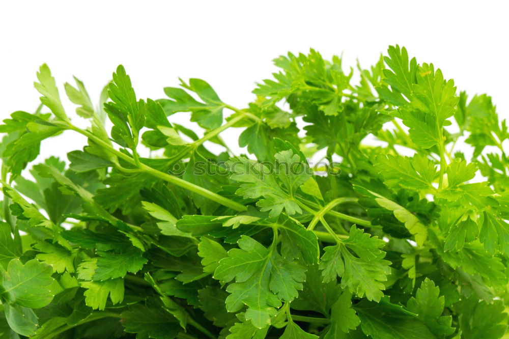 Similar – ingredient Parsley