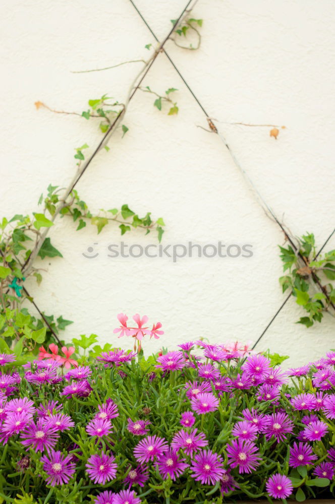 Image, Stock Photo clematis Flower Blossom