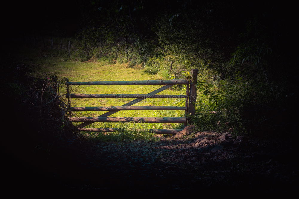 Similar – Dark Secret Border Bushes