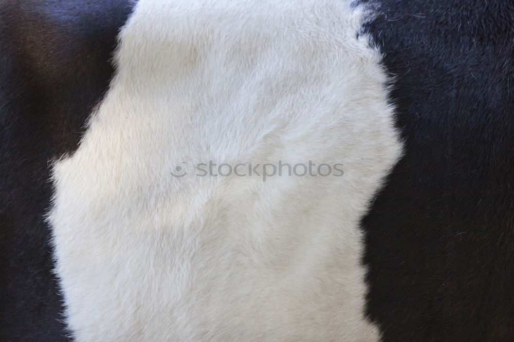 Similar – dappled Horse Pelt Dappled