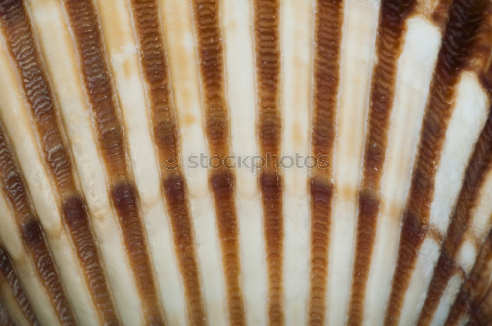 Similar – Onion and garlic bulb partially visible in basket