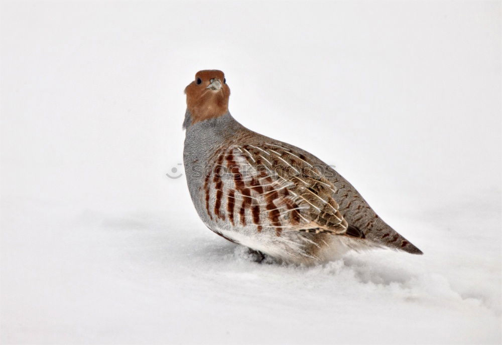 Similar – Image, Stock Photo Hawfinches in the snow