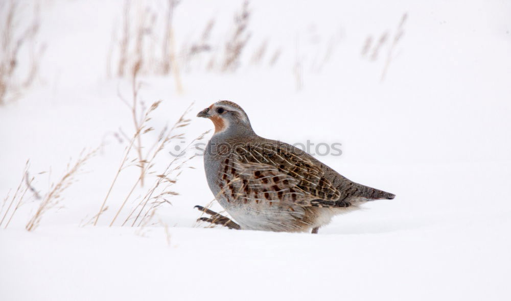 Similar – Image, Stock Photo Bird of prey in the tree