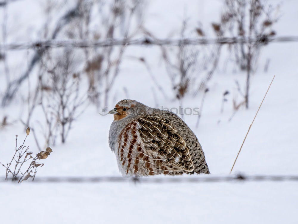 Similar – Image, Stock Photo Bird of prey in the tree