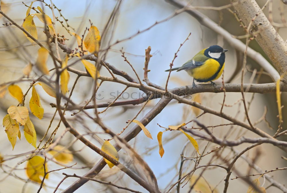 Similar – Weaver bird acrobatics