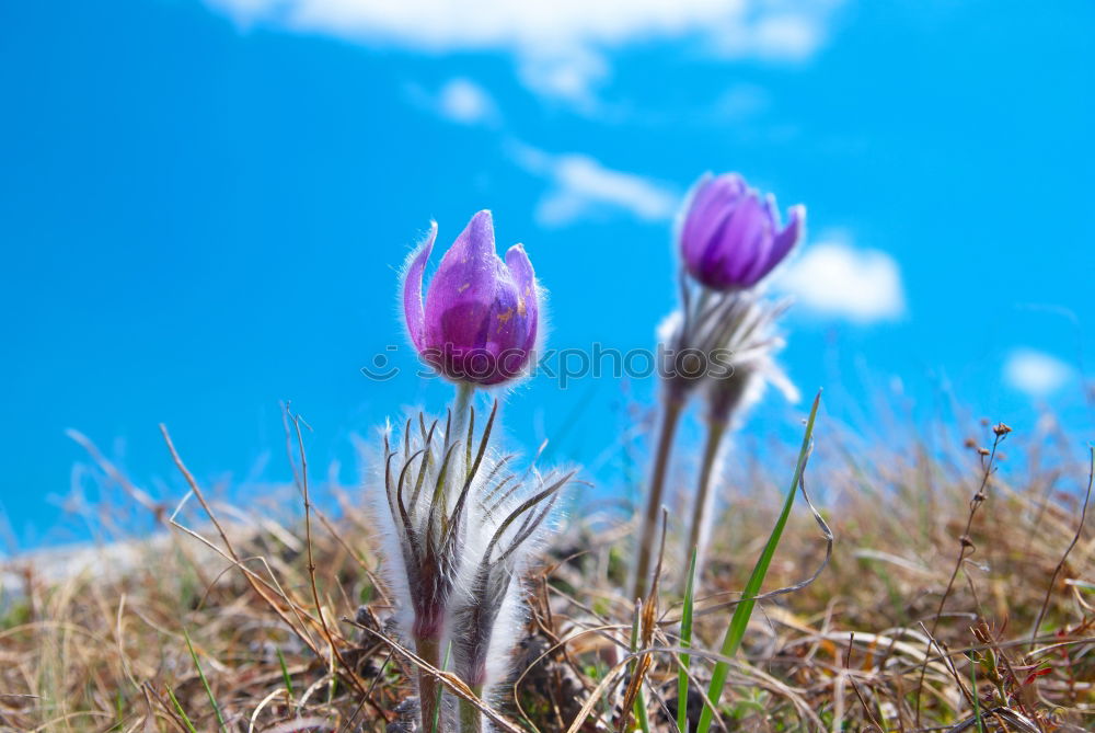 Similar – Image, Stock Photo edelweiss Mountain Hiking