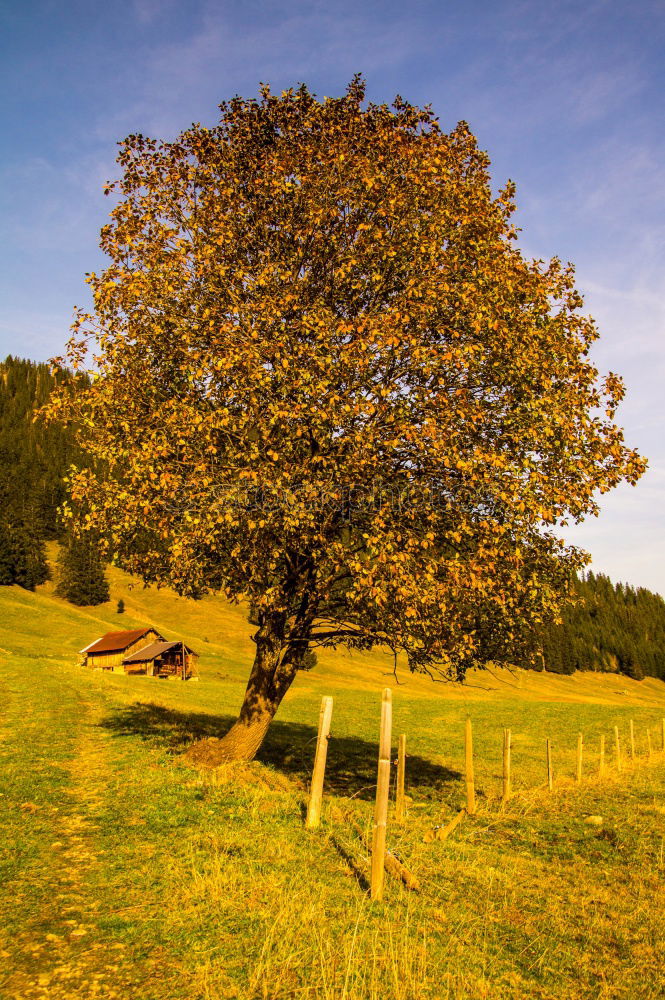 Similar – autumn ponds Calm Trip Sun