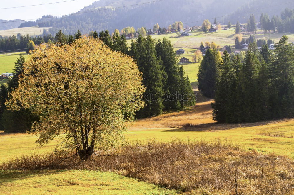 Similar – Foto Bild zerbrechlich Umwelt Natur