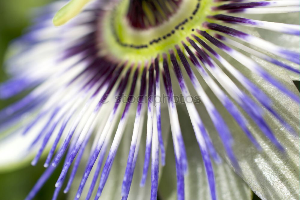 Similar – Macro shot of a passion flower