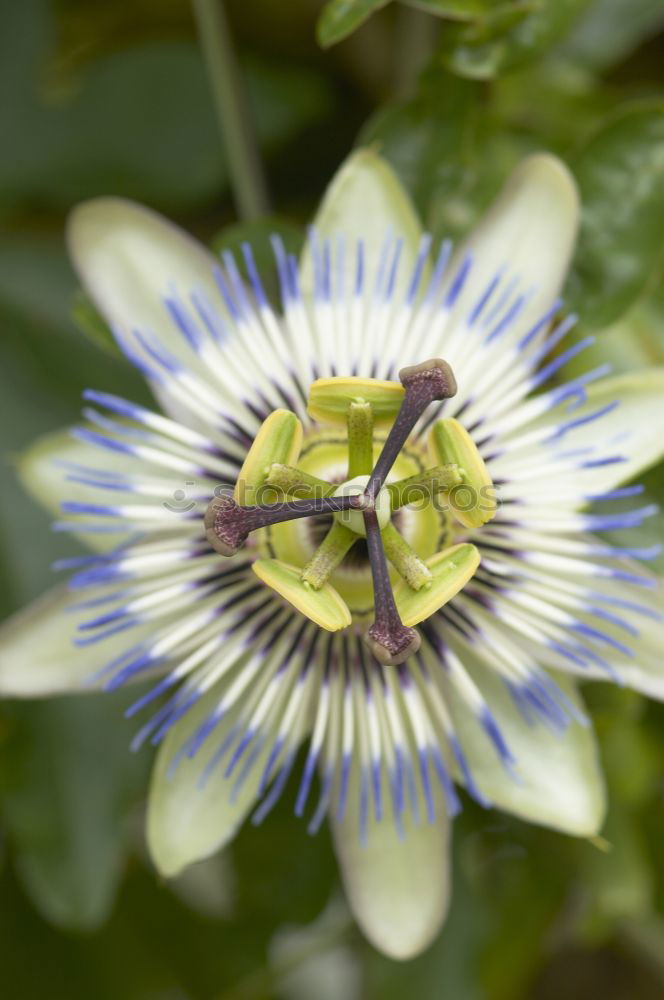 Similar – Macro shot of a passion flower