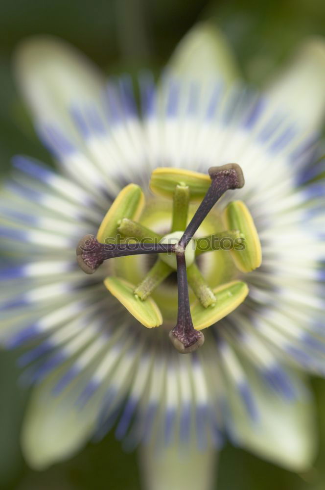 Similar – Macro shot of a passion flower