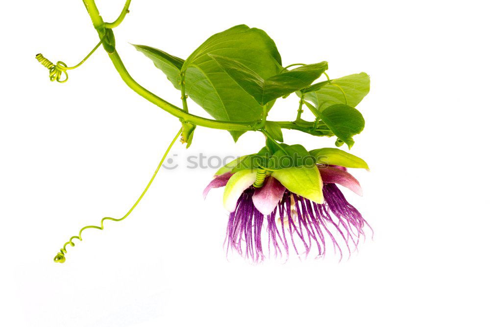 Similar – Image, Stock Photo Caper; Capparis; spinosa